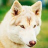 HuskyWolf