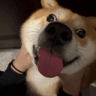 GizmoThePizmo