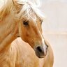 Blonde Stallion