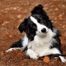 bordercolliez