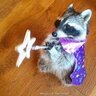raccoonlover420