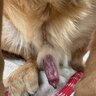 Knot this Puppy