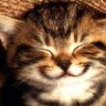 crazycatfree
