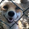 BoopFox