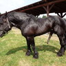 zhorse83