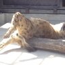 HellbrothHyena