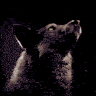 Fenrar_wolf