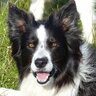 bordercollieobsessed