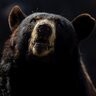 bearbitez