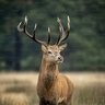 FoxDeerFur