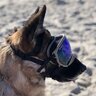 doggydawgdog