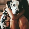 girlwithdalmatiangirl