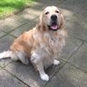 Johnedog