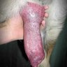 ALBanimalsex