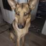 vdogs115