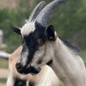 TheGoatSister