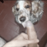 K9wolfie_svq