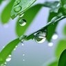 rain garden3829