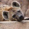 yeen-after