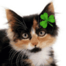 cloveryneko