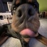 rottiebody