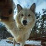 hypn0hound