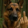 DogsHorsesCows123