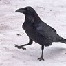 corvid