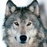 NaughtyDog