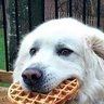 Doggy Waffle