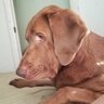 Vthorndog
