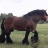 StallionHorse