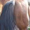 Horsesarethebest