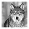 Ravenwolf312