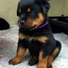 RottieGuy