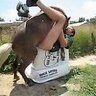 GeneralBeast
