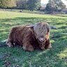 YorkshireK9