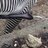Zizzle_Zebra