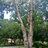 Treechief