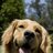 RetrieverLovin