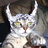 zoroasterthecat