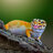 gecko1