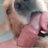 wienerdoggg