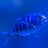 bluefish1000