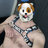 PupSageSD