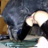 Doggystyle69