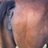Horso