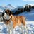 GratefulDog6