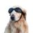 Dog_guy