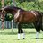 Equine0621